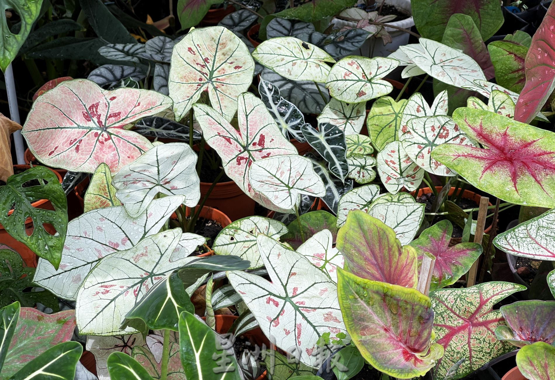 （古城封面主文）芋叶价格亲民·入手好时机
