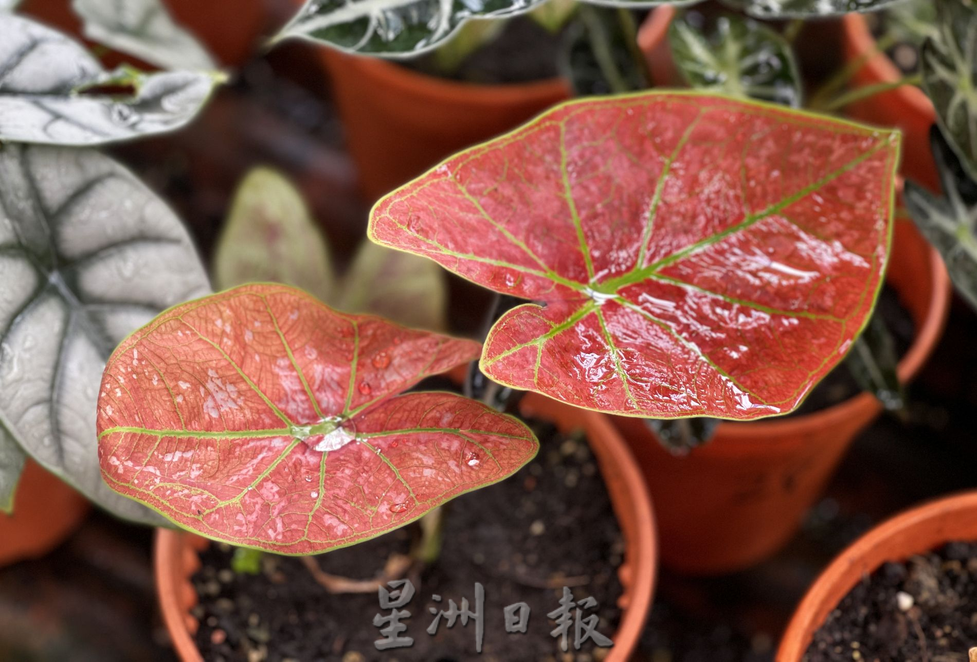 （古城封面主文）芋叶价格亲民·入手好时机