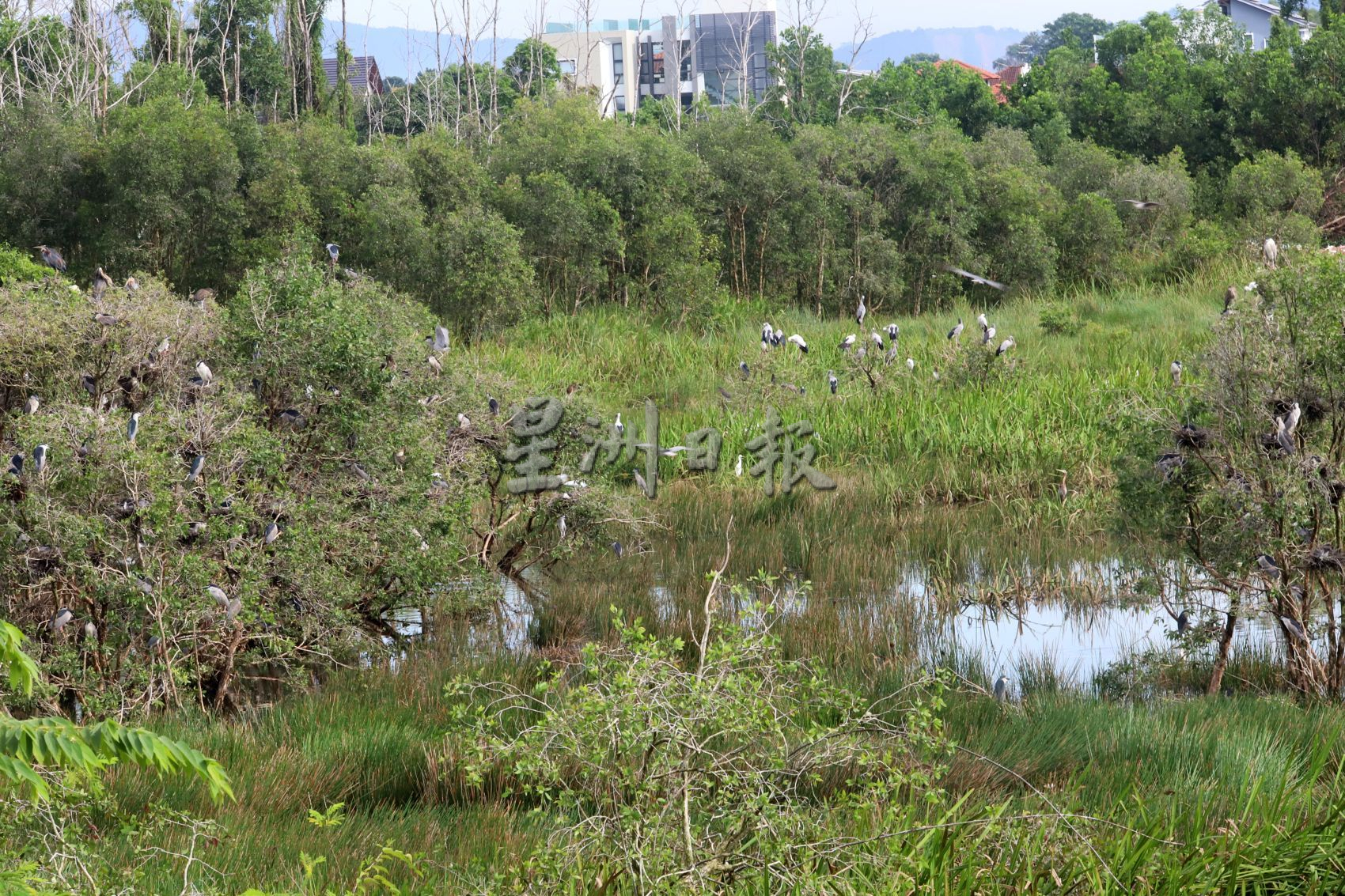 (古城封面主文)非法垃圾乱丢·峇株安南候鸟栖息地面临危机