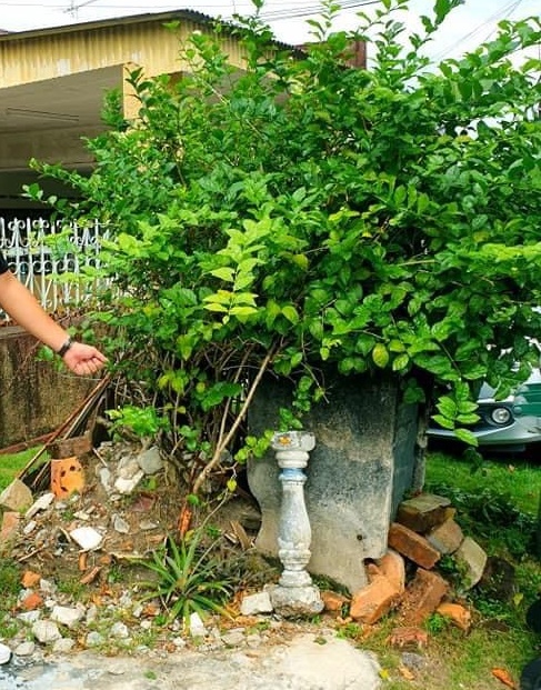 (古城第三版主文)郭子毅:市议会应探讨回收洋灰垃圾桶