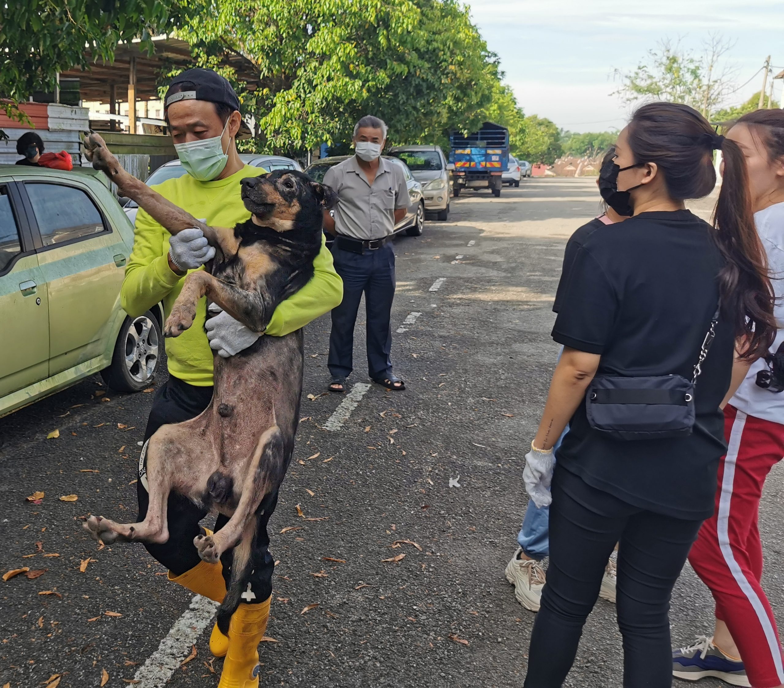  （大北马）“炼狱狗场”营救约百只狗