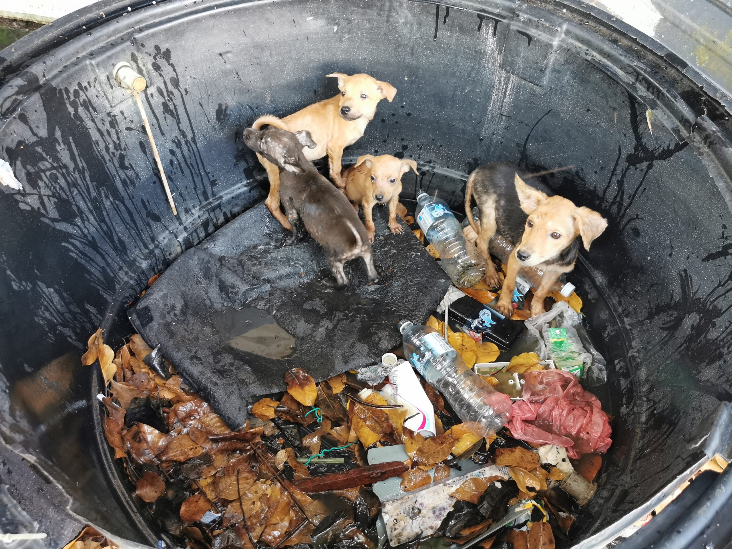  （大北马）“炼狱狗场”营救约百只狗