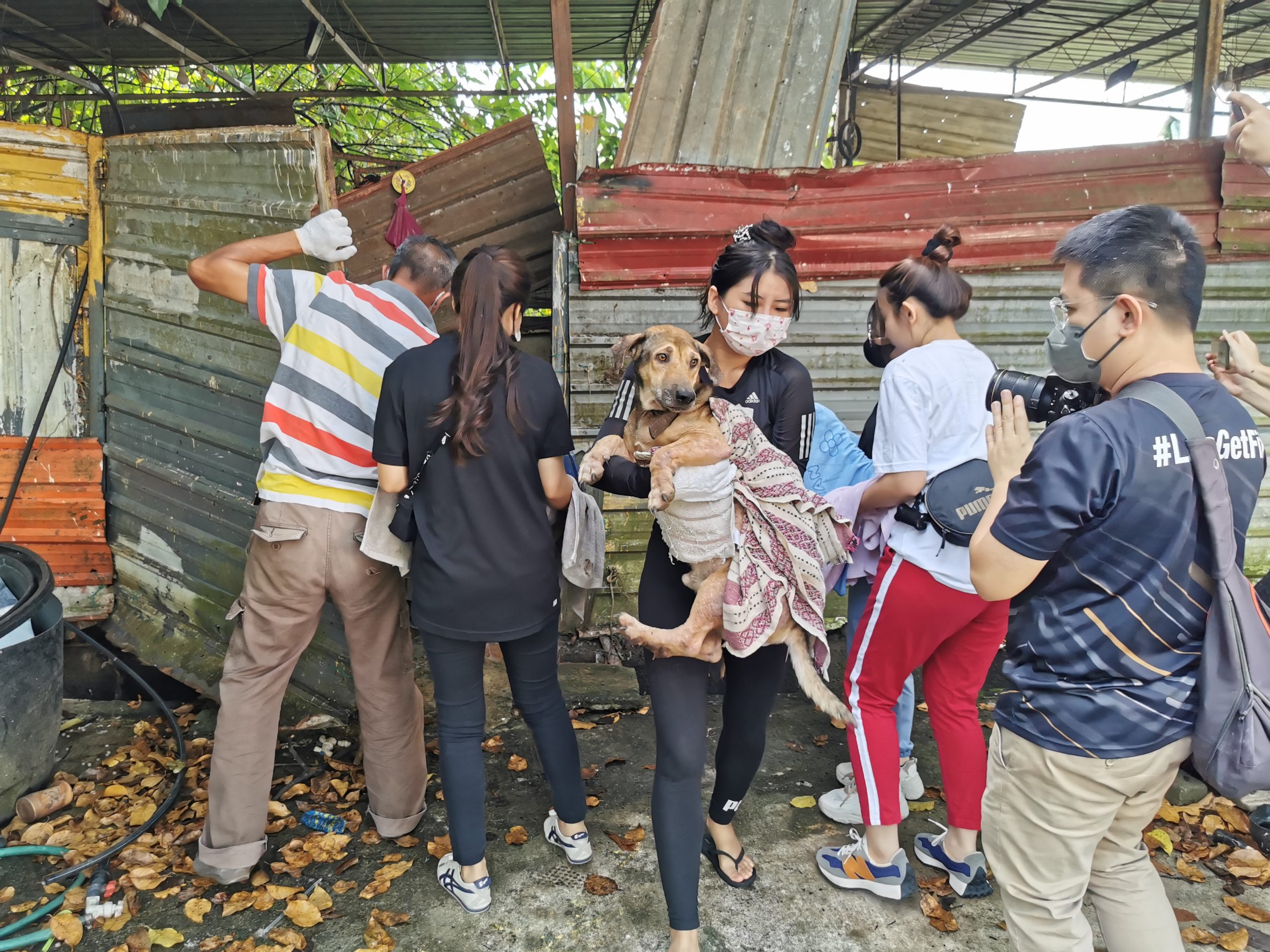  （大北马）“炼狱狗场”营救约百只狗