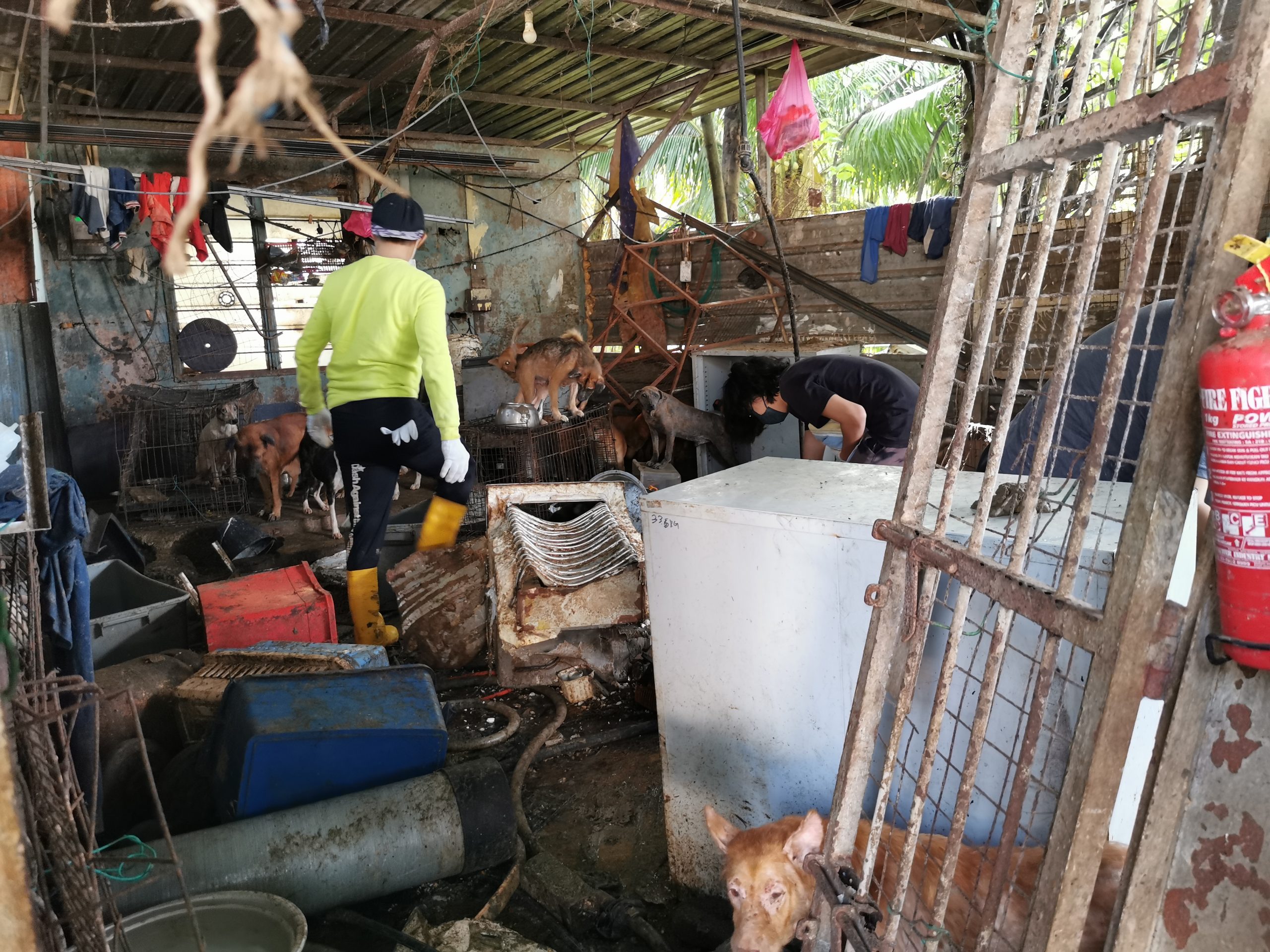  （大北马）“炼狱狗场”营救约百只狗