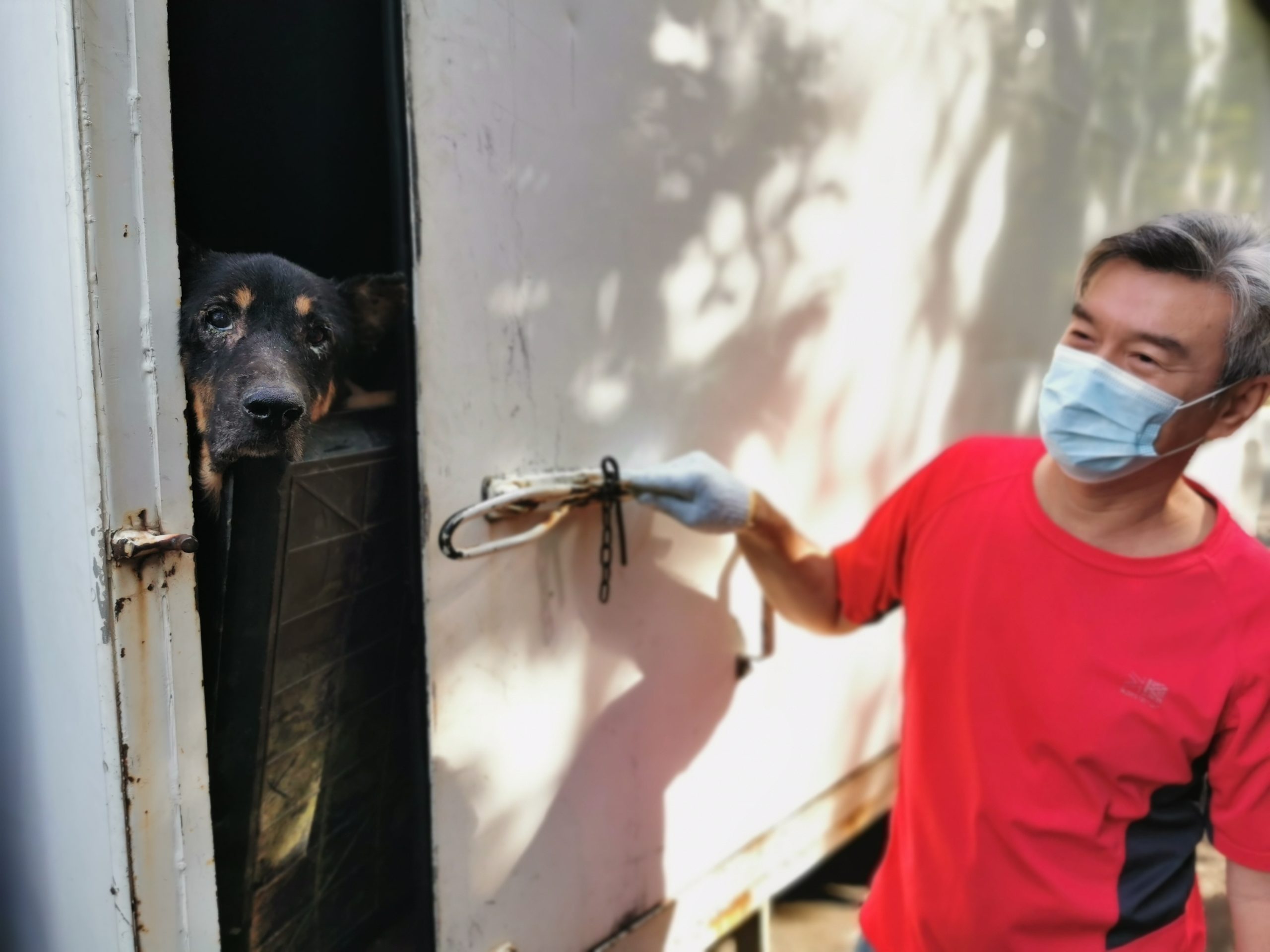  （大北马）“炼狱狗场”营救约百只狗