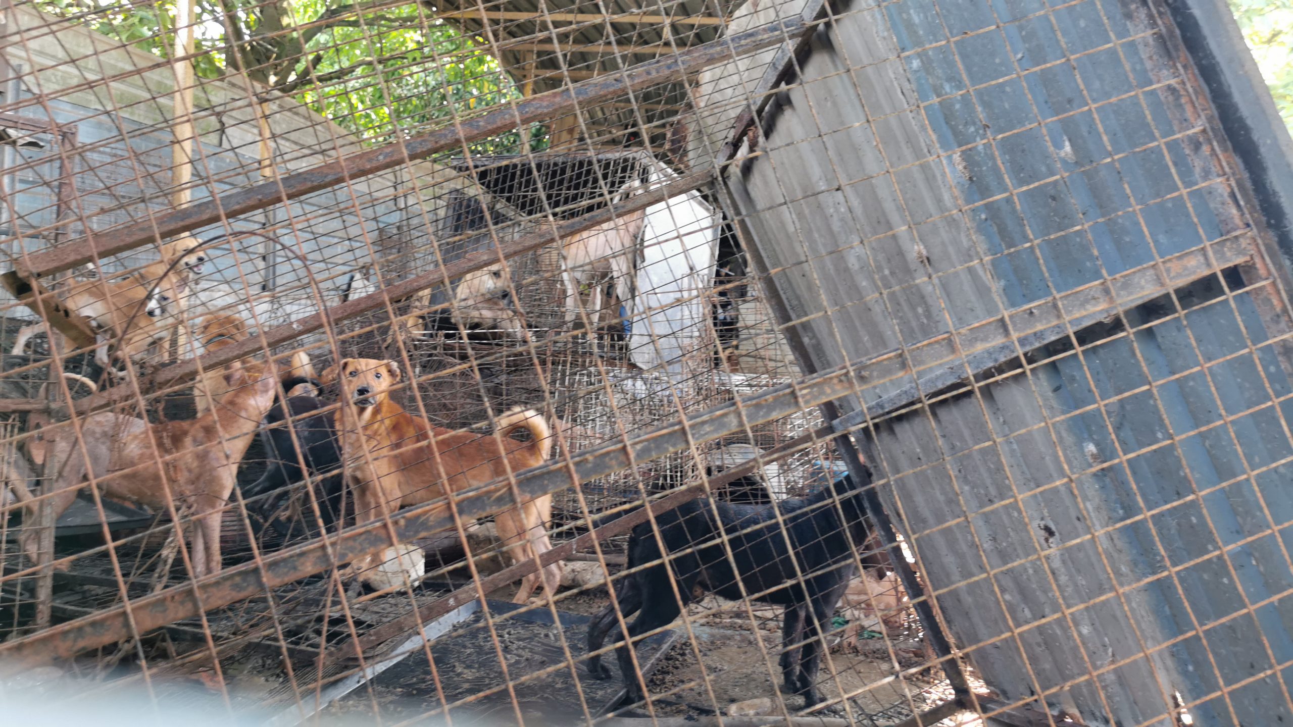  （大北马）“炼狱狗场”营救约百只狗