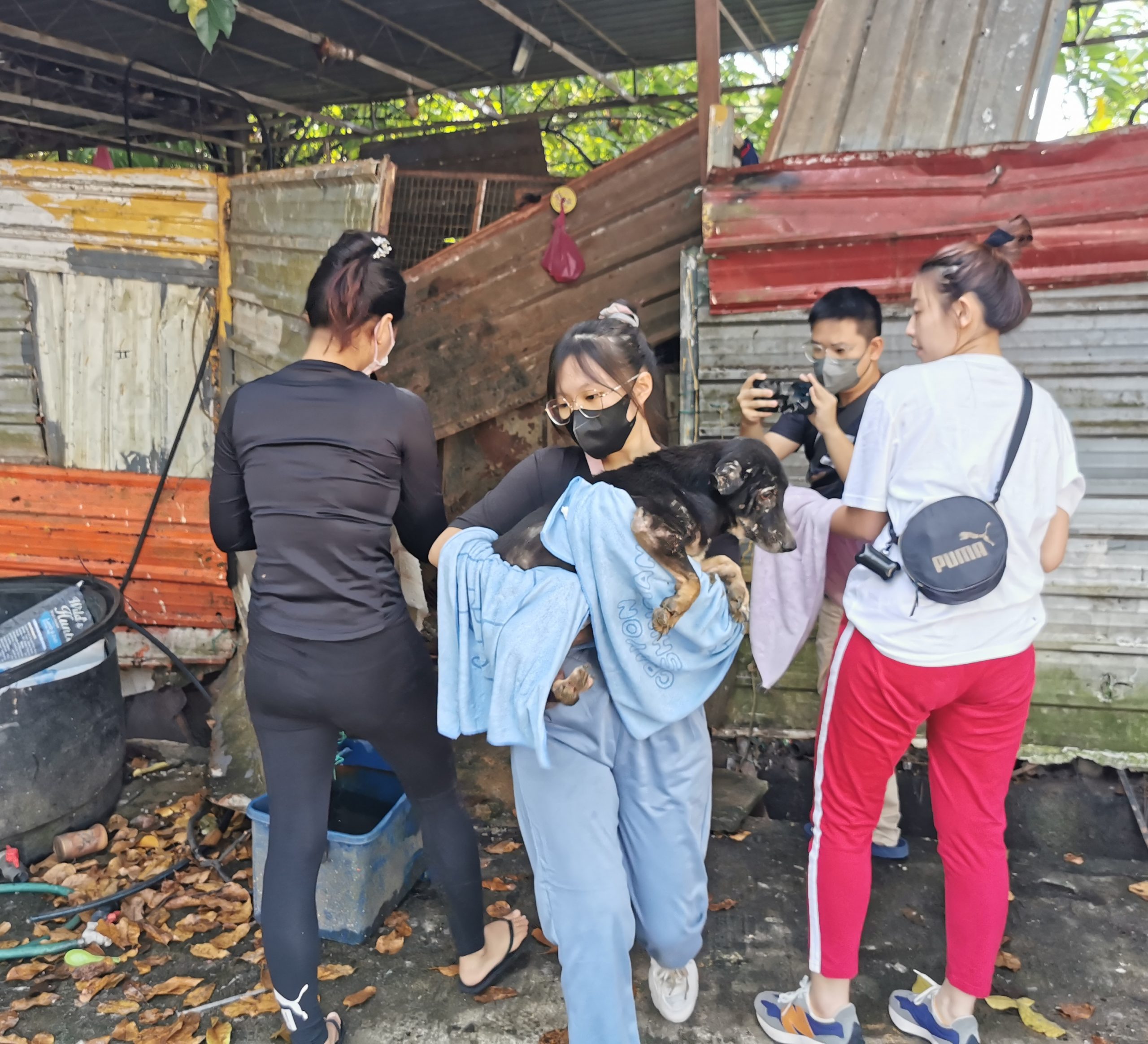  （大北马）“炼狱狗场”营救约百只狗