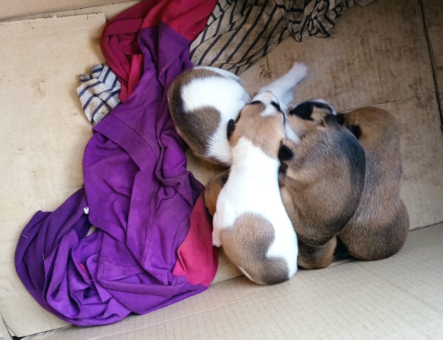 小奶狗叫声酷似弃婴,却意外获救!