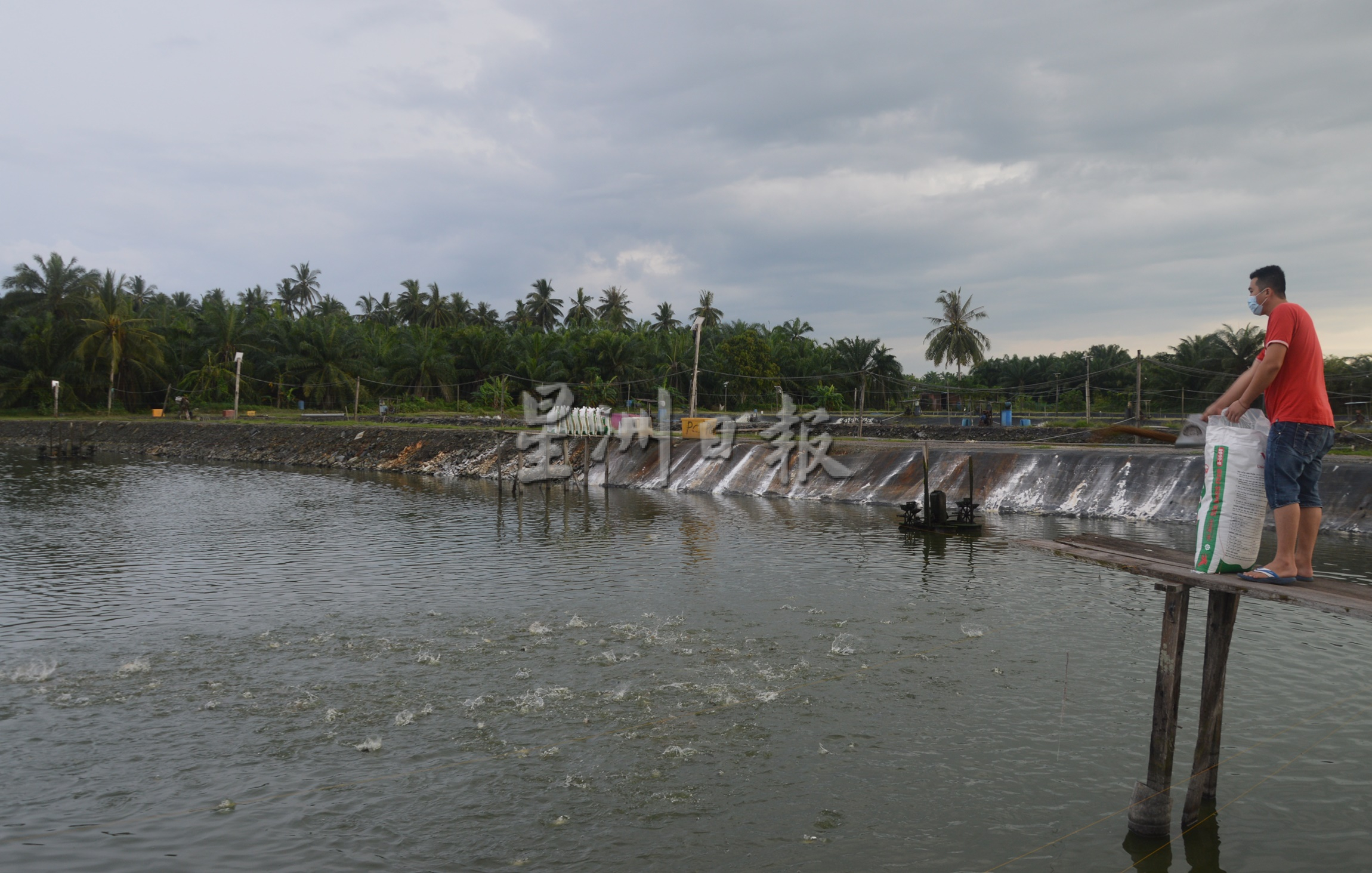 (大北马)槟州陆地养鱼蓬勃发展