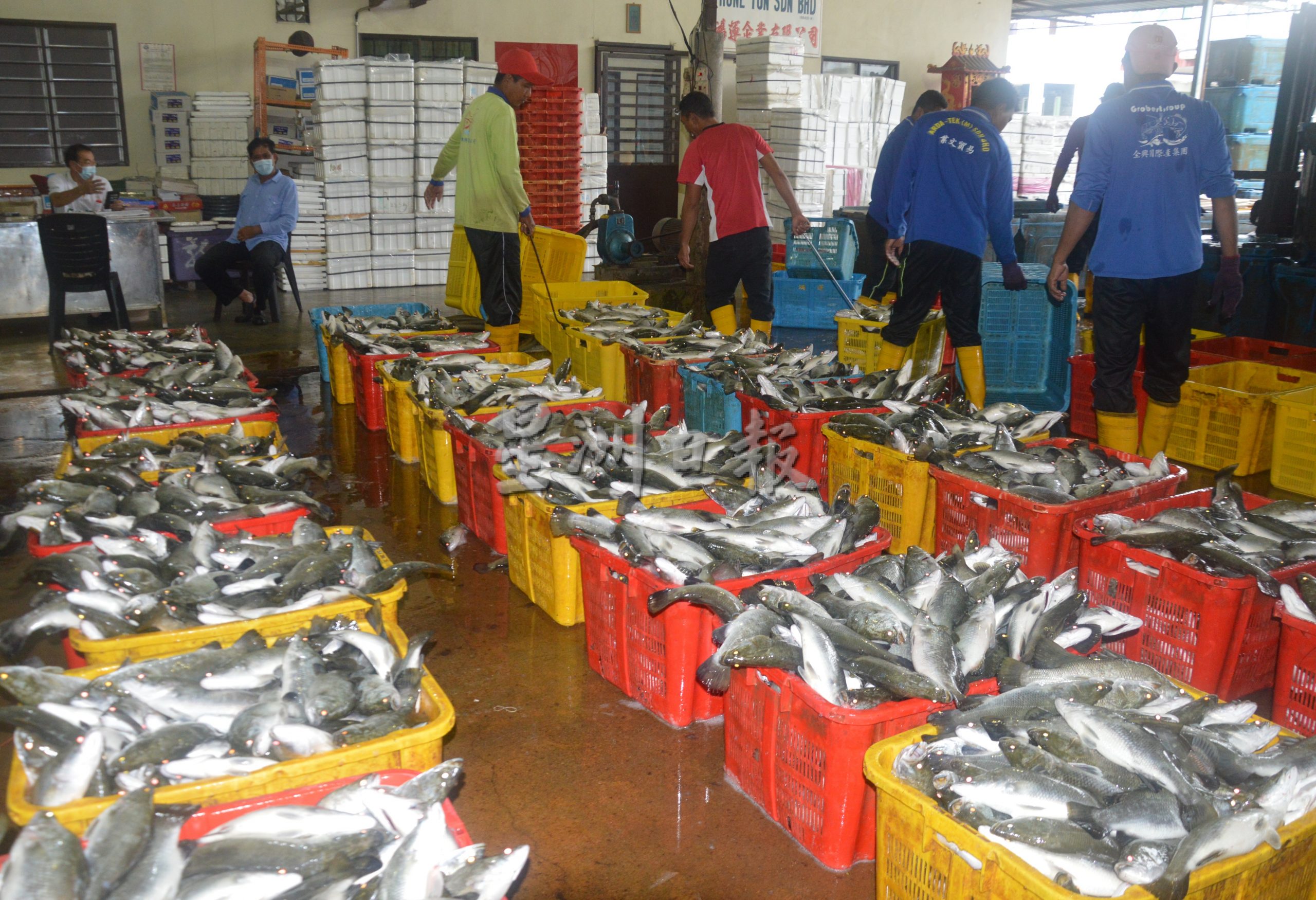 (大北马)槟州陆地养鱼蓬勃发展