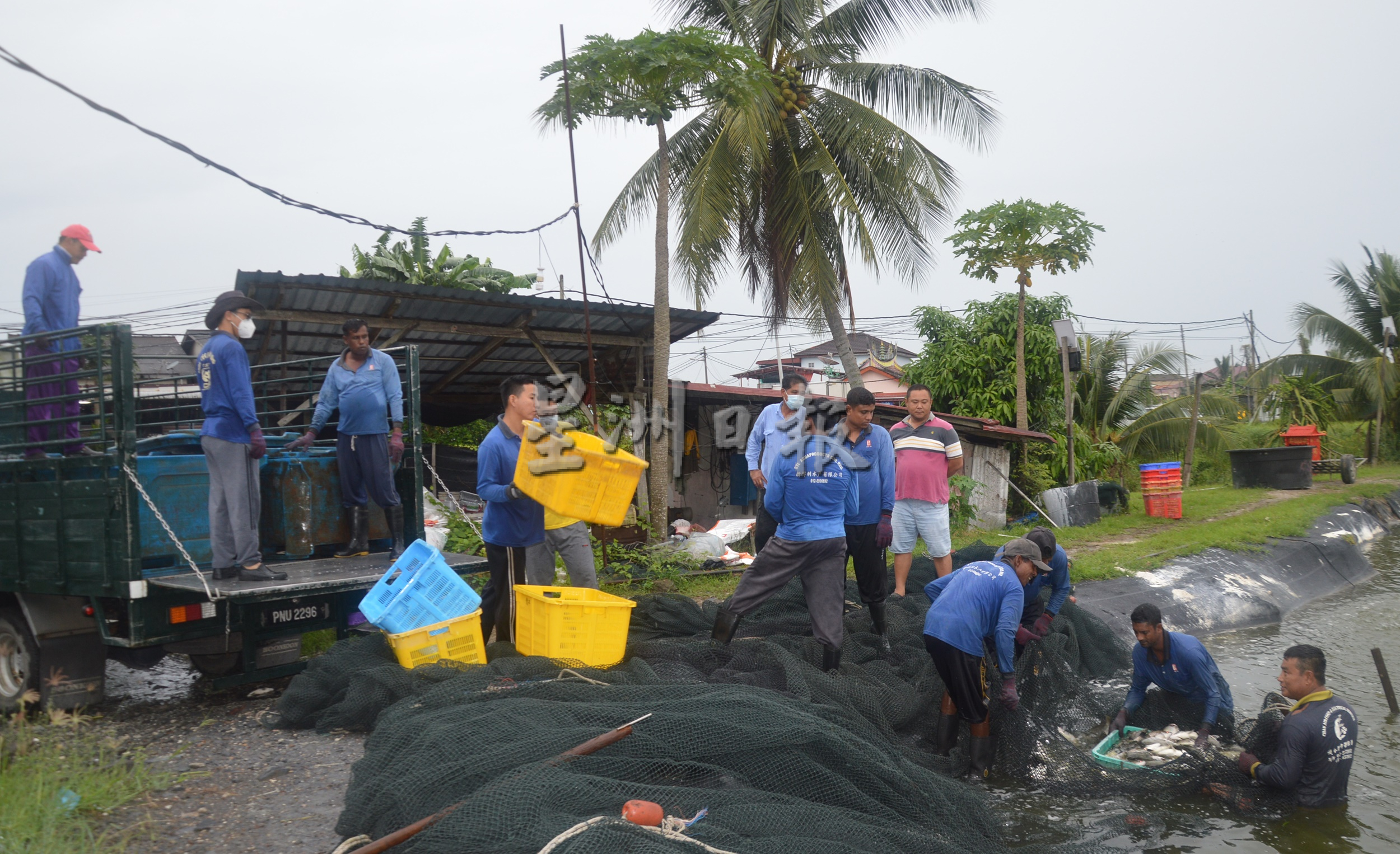 (大北马)槟州陆地养鱼蓬勃发展