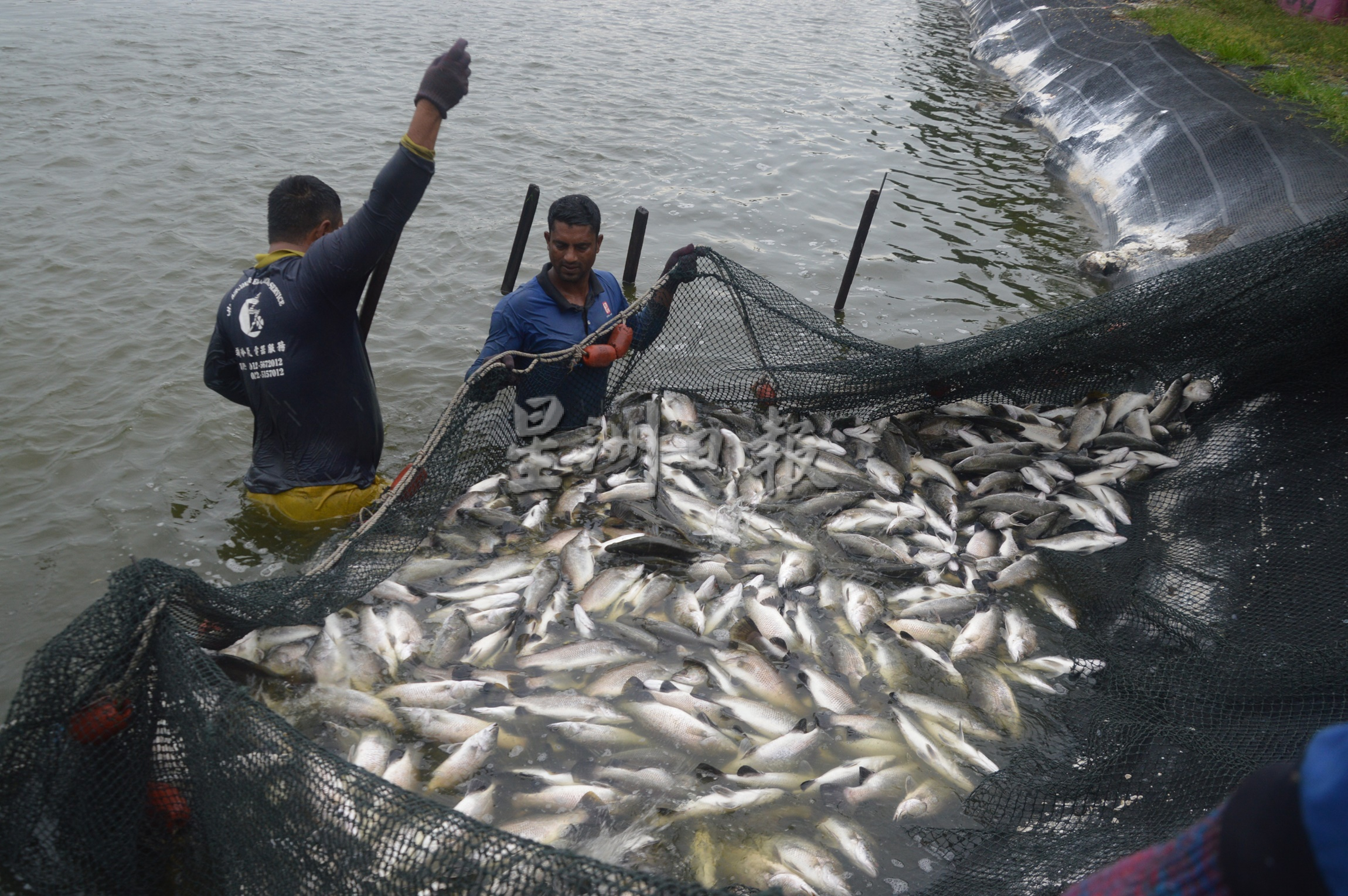 (大北马)槟州陆地养鱼蓬勃发展