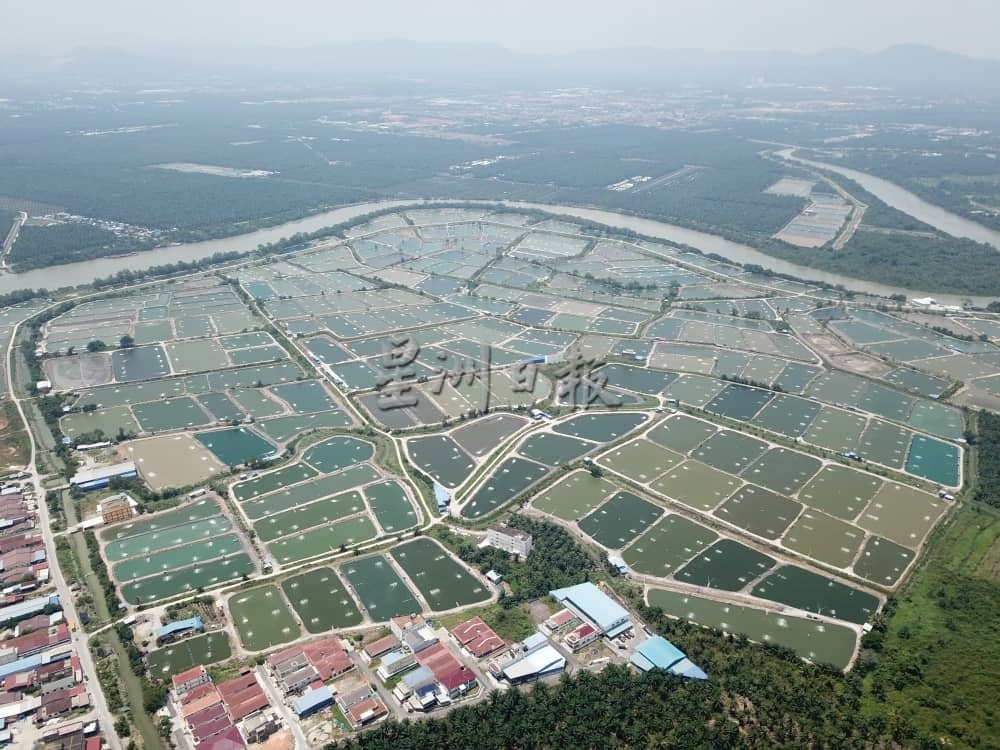 (大北马)槟州陆地养鱼蓬勃发展