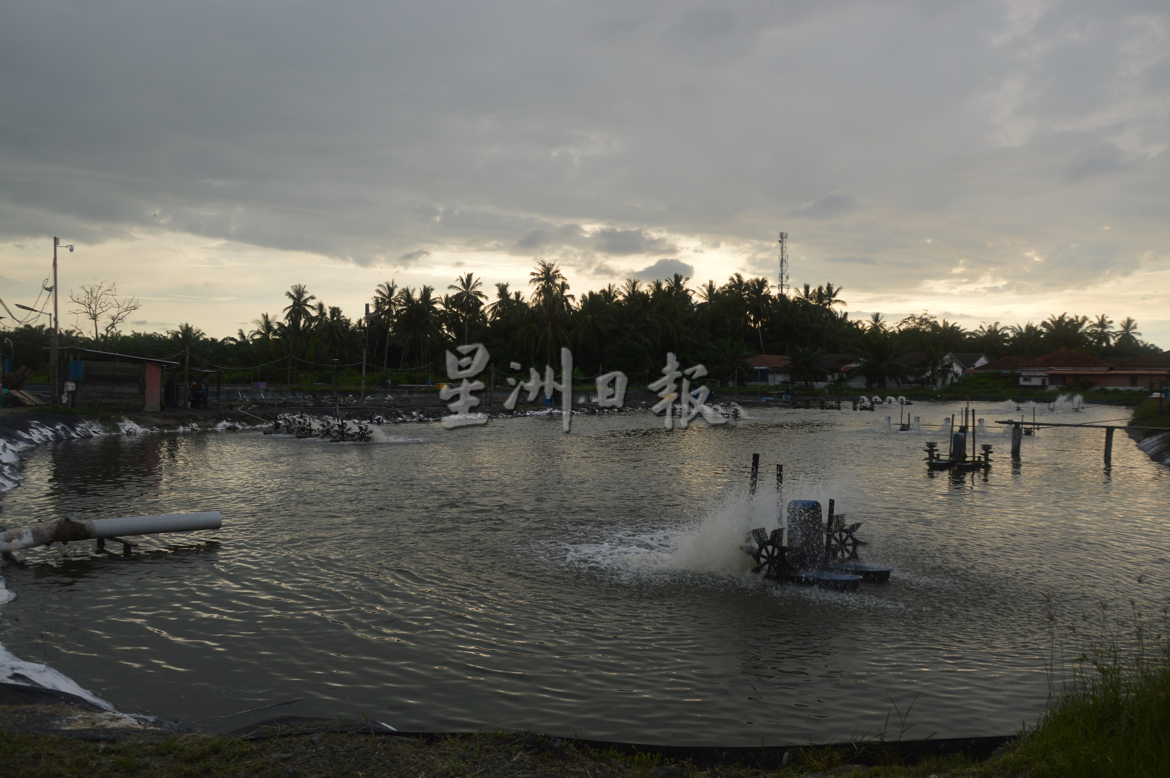 (大北马)槟州陆地养鱼蓬勃发展