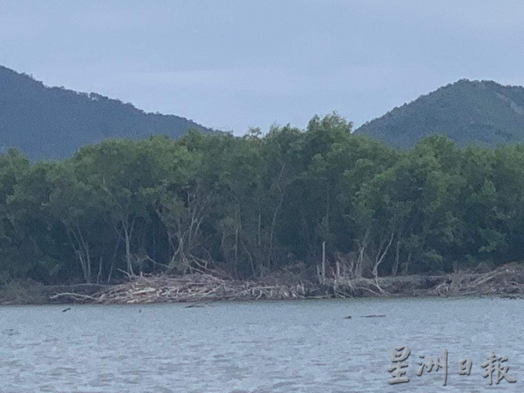 (大北马)浮罗山背海域漂红树林枯枝,破坏渔网致渔获歉收40%