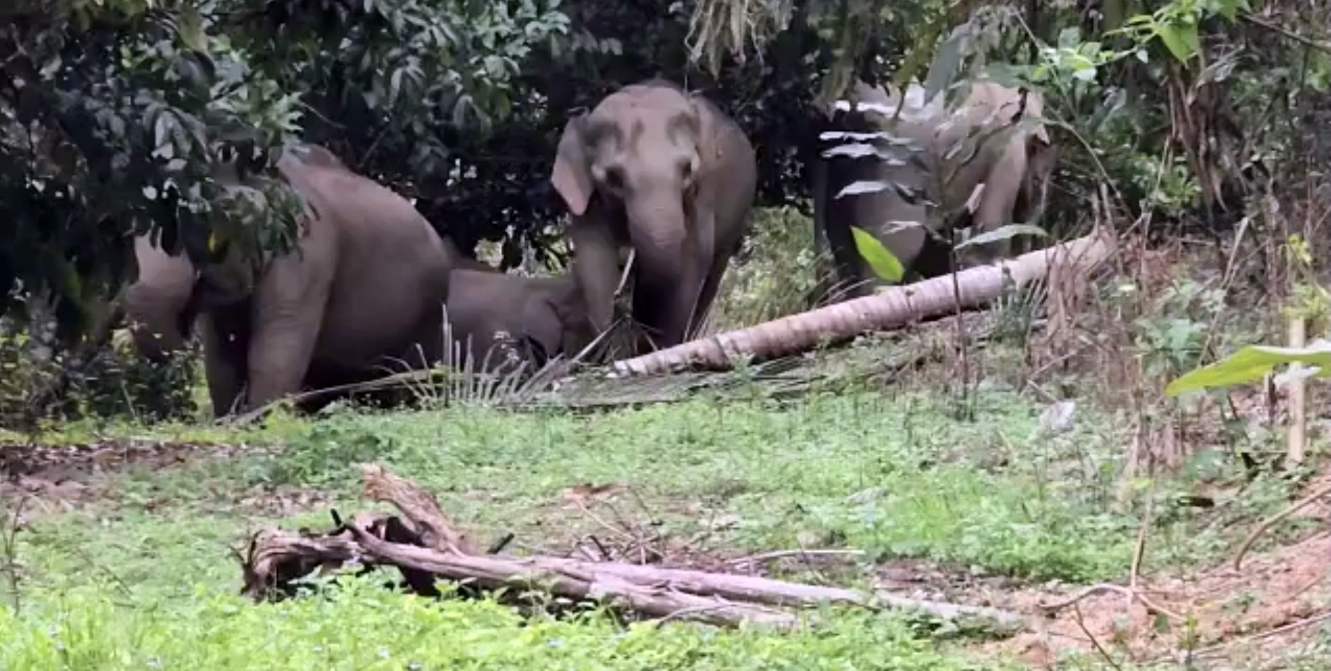 野象“拖家带口”闯民宅范围觅食,吓坏村民!