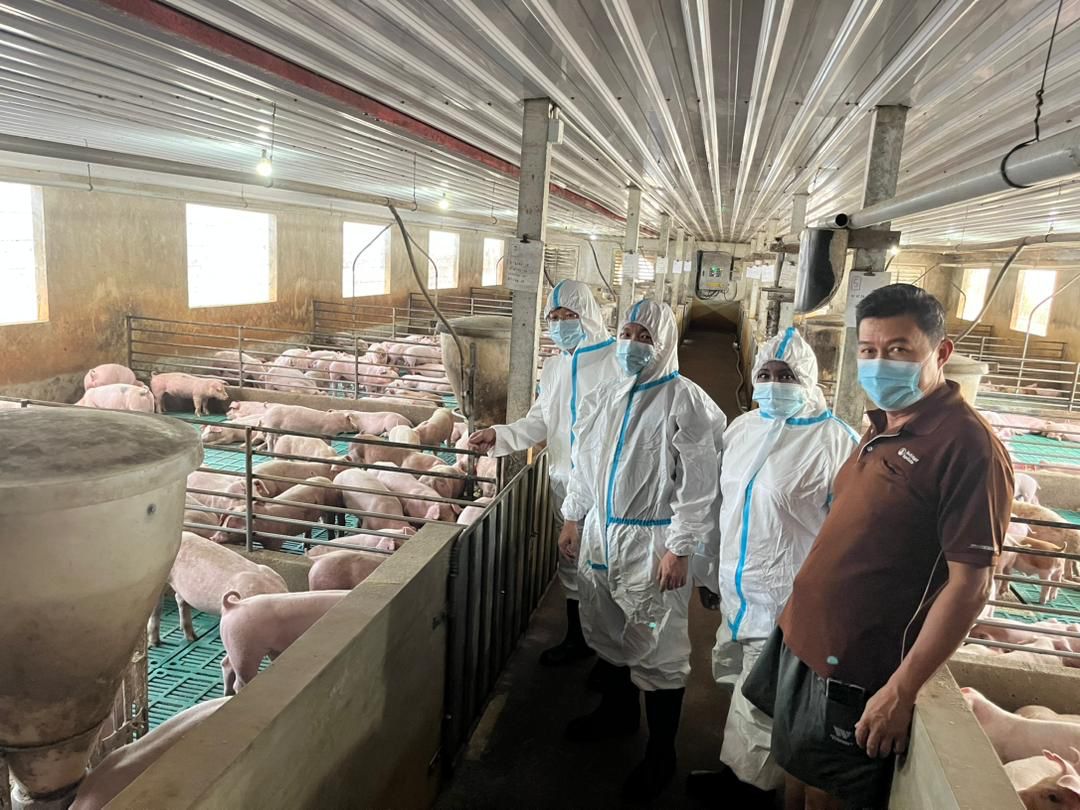 (大北马)陈泓缣巡视槟州非洲猪瘟