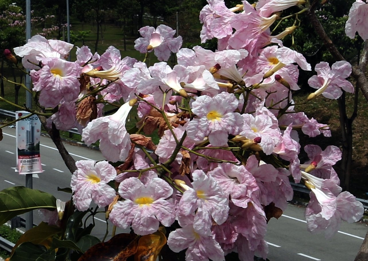 (大北马)风铃木花季提早报到