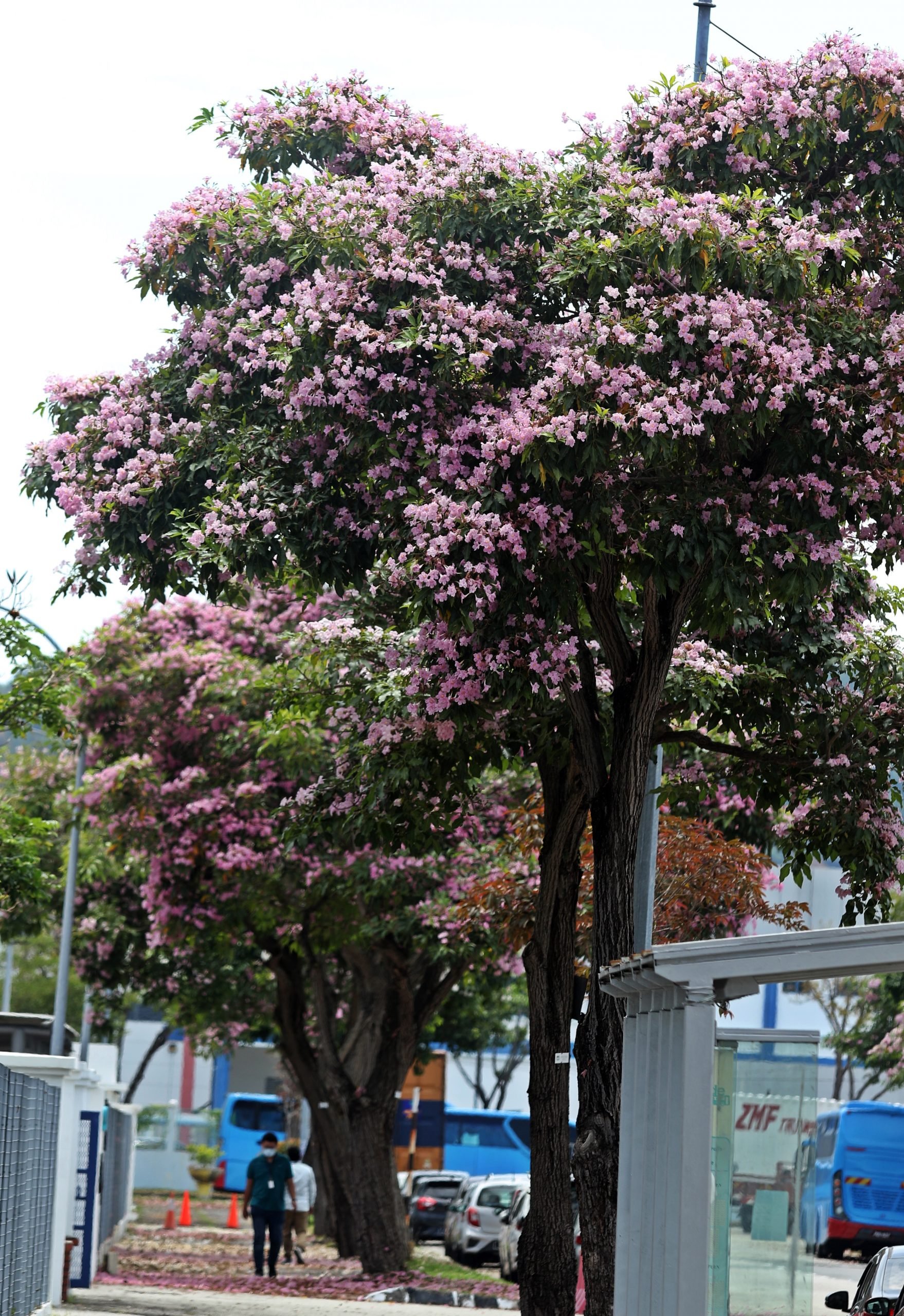 (大北马)风铃木花季提早报到