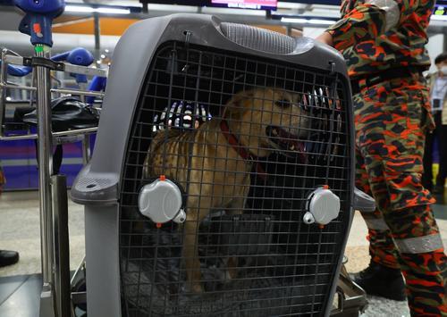 K9搜救犬新任务 远赴土耳其参与援救
