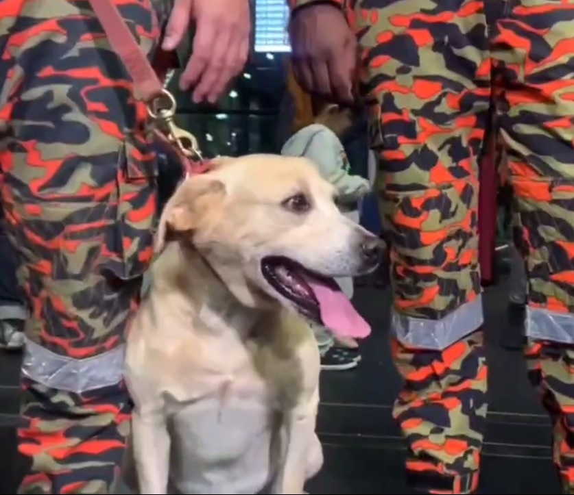 K9搜救犬新任务 远赴土耳其参与援救