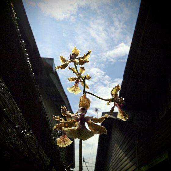 Kim Teoh／摄影的心情