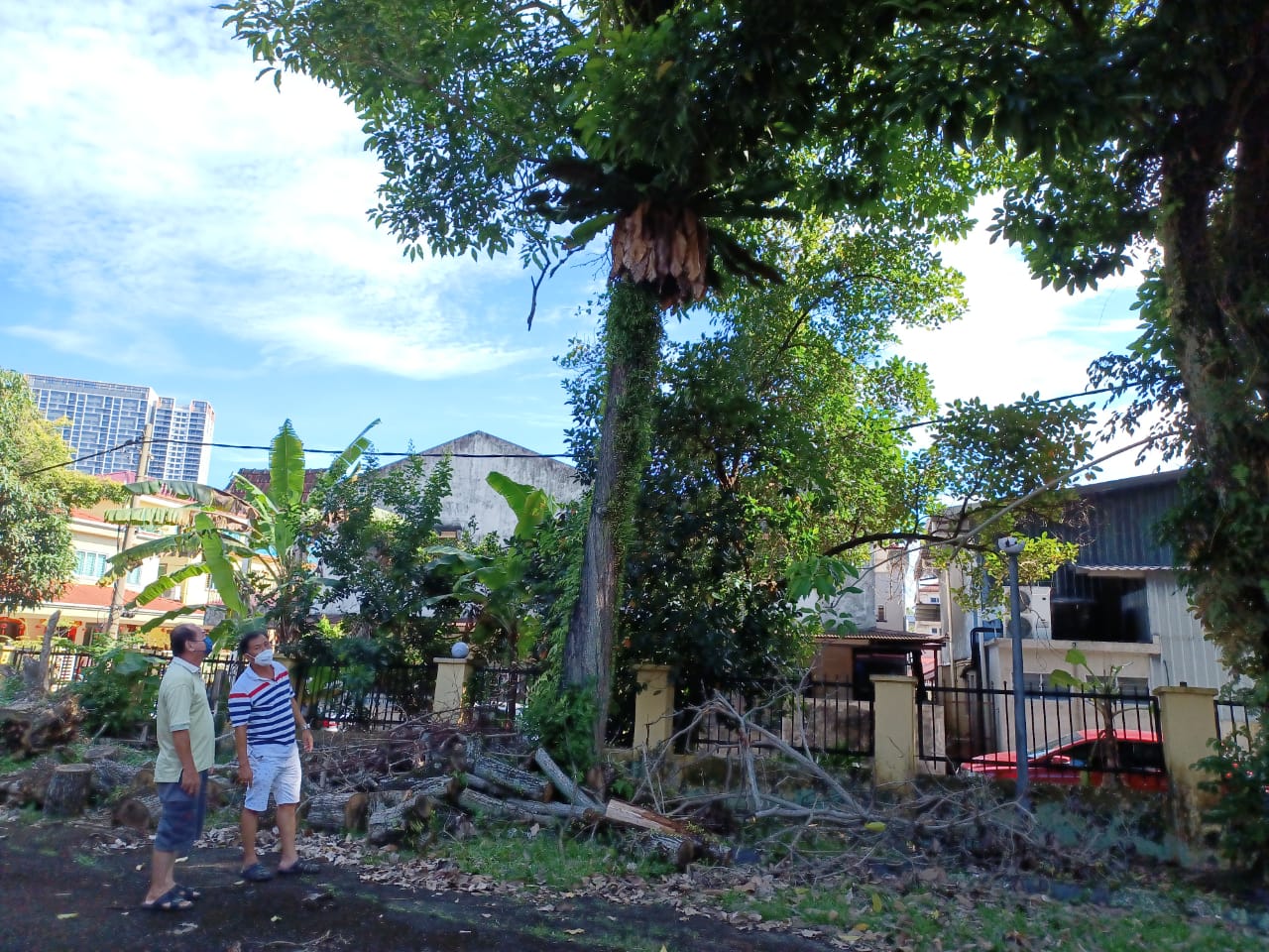 me03主文-大都会/蕉赖十一哩新村民众会堂丢空3年,脏乱,摇摇欲坠的大树成为计时炸弹