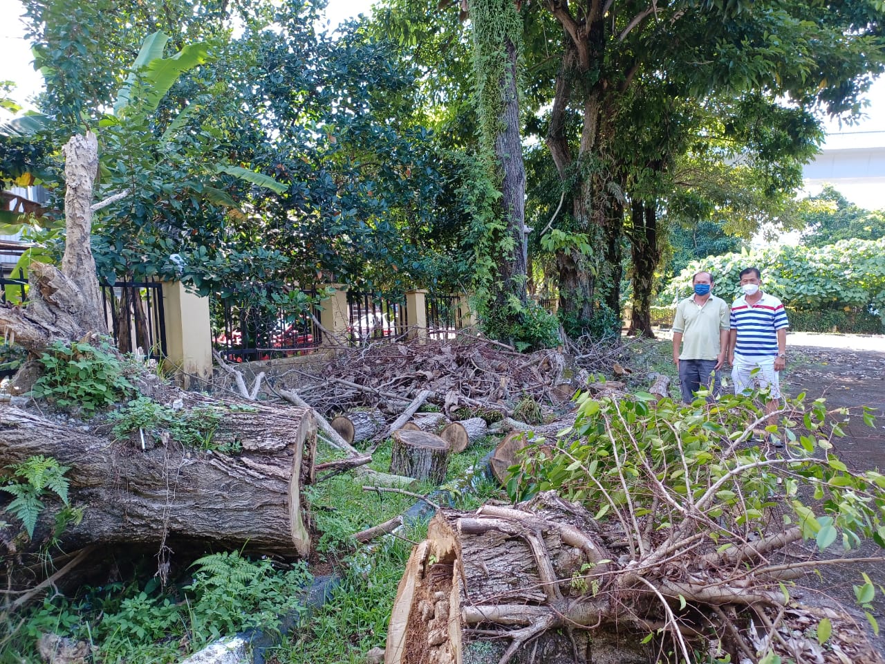 me03主文-大都会/蕉赖十一哩新村民众会堂丢空3年,脏乱,摇摇欲坠的大树成为计时炸弹