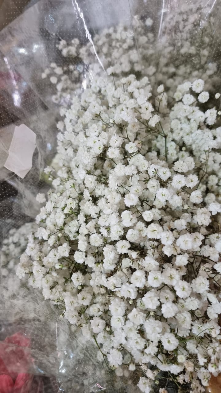 NS 芙蓉:或因经济不景气 | 花商:情人节花束订购慢热