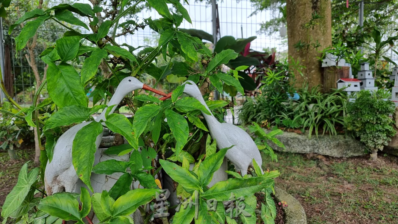 ns芙蓉:83岁老伯以汽车补土打造“万里长城”、仙鹤,布置住宅区小空地