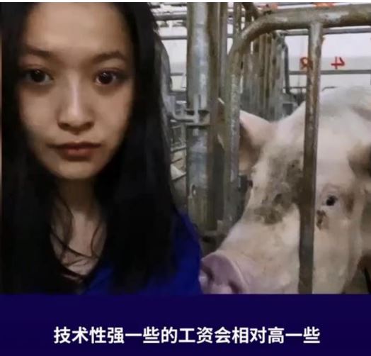24岁高颜值女孩回应大学毕业养猪:每天6点起床,年薪6.5万