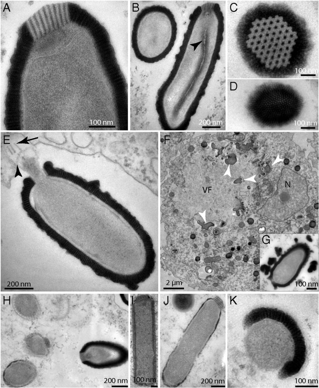 4.8万年前“僵尸病毒”复活！科学家揭一现象：恐有大问题