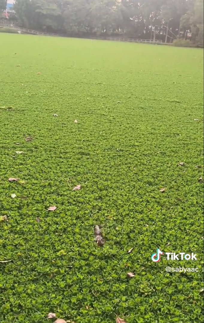 “这不是足球场或草地” 网:踩下去可丢命!