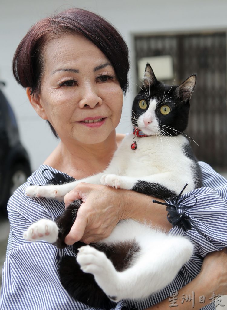 ★3月4日刊登/大霹雳封底主文/【我家萌宠】/日本短尾猫努努