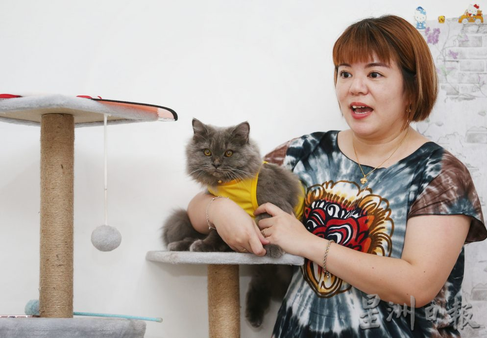 ★4月1日刊登／大霹雳封底主文／【我家萌宠】／灰溜溜英长猫“Dino” 高傲却疗愈 