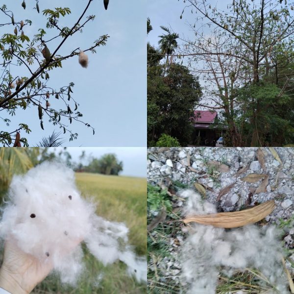 【大牌档】张丽珠／木棉道