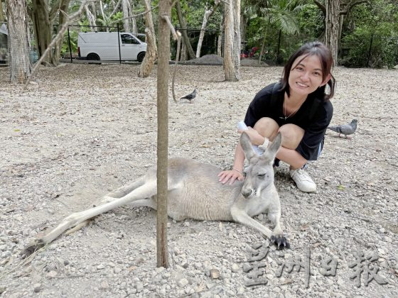 【澳洲黄金海岸】到黄金海岸内陆徒步探险，发掘雨林的秘境