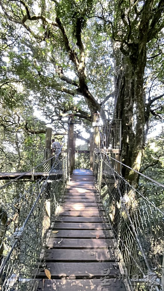 【澳洲黄金海岸】到黄金海岸内陆徒步探险，发掘雨林的秘境