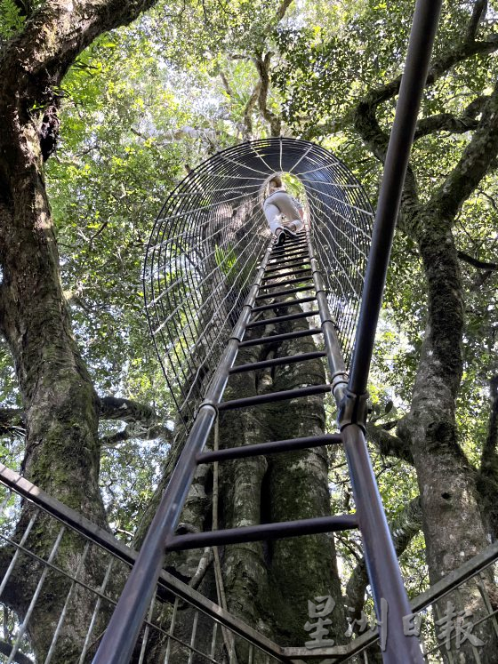 【澳洲黄金海岸】到黄金海岸内陆徒步探险，发掘雨林的秘境