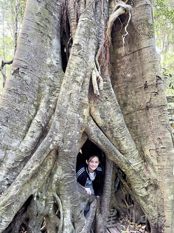 【澳洲黄金海岸】到黄金海岸内陆徒步探险，发掘雨林的秘境