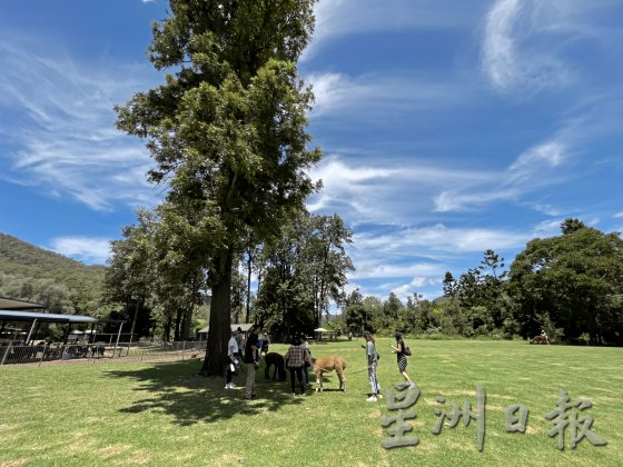 【澳洲黄金海岸】到黄金海岸内陆徒步探险，发掘雨林的秘境