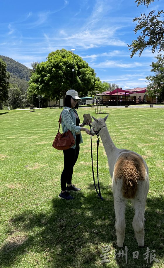 【澳洲黄金海岸】到黄金海岸内陆徒步探险，发掘雨林的秘境