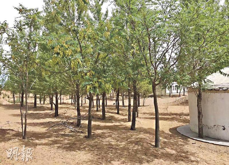 万亩林场遭国营煤矿毁水源 「治沙英雄」孙国友跪地求水