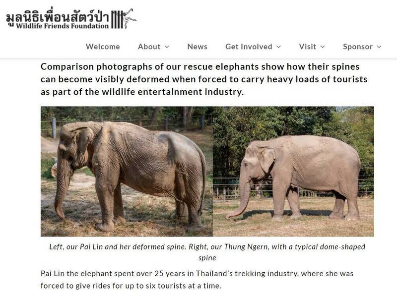 不要再骑它！ 大象被人骑到背部变形 保育组织公布对比照