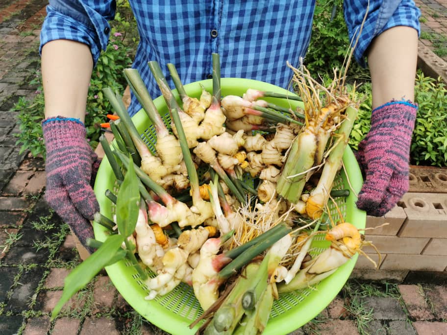 专题/完结篇/全球粮食危机-食物教育