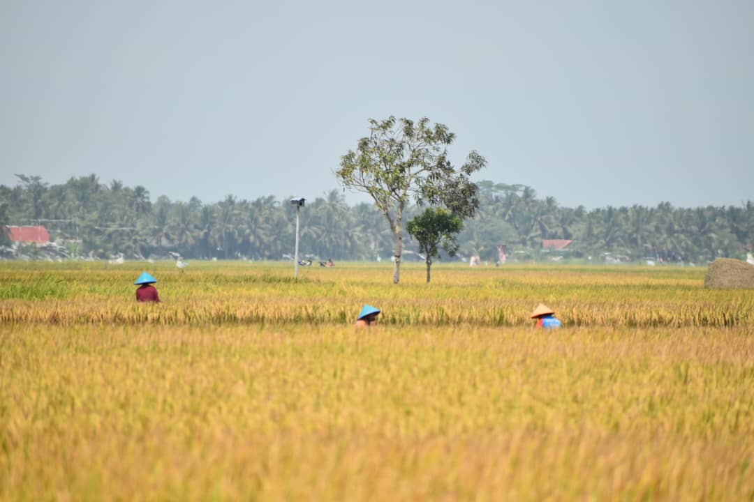 专题/第三篇/全球粮食危机-东南亚大马大米
