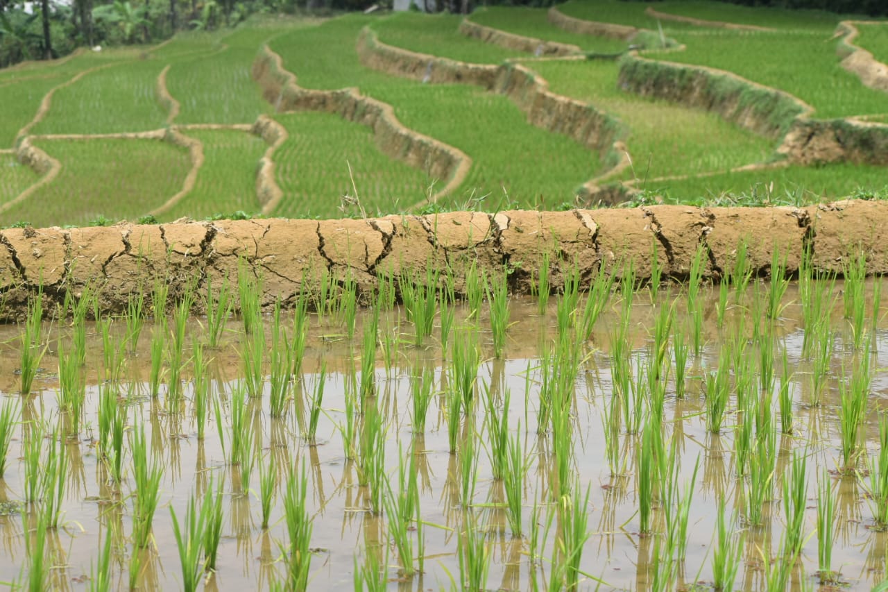 专题/第三篇/全球粮食危机-东南亚大马大米