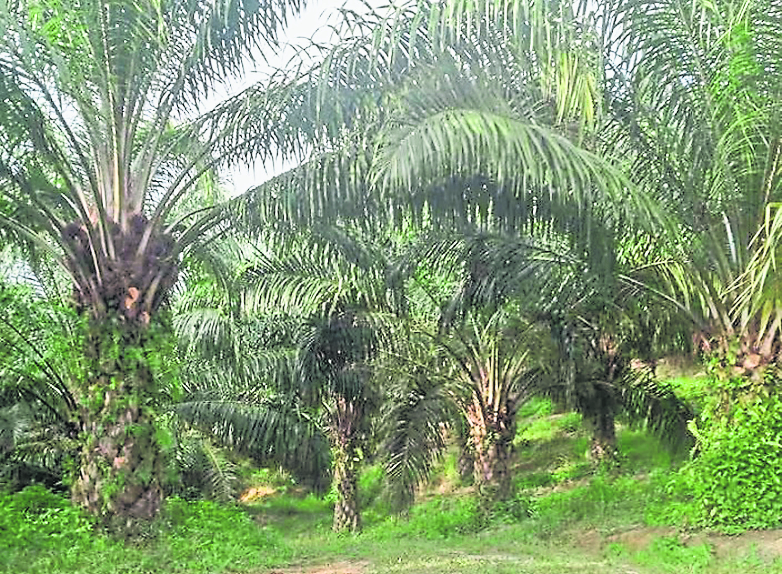 专题/第二篇/世界粮食危机-跟能源抢粮