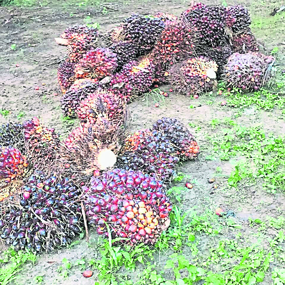 专题/第二篇/世界粮食危机-跟能源抢粮