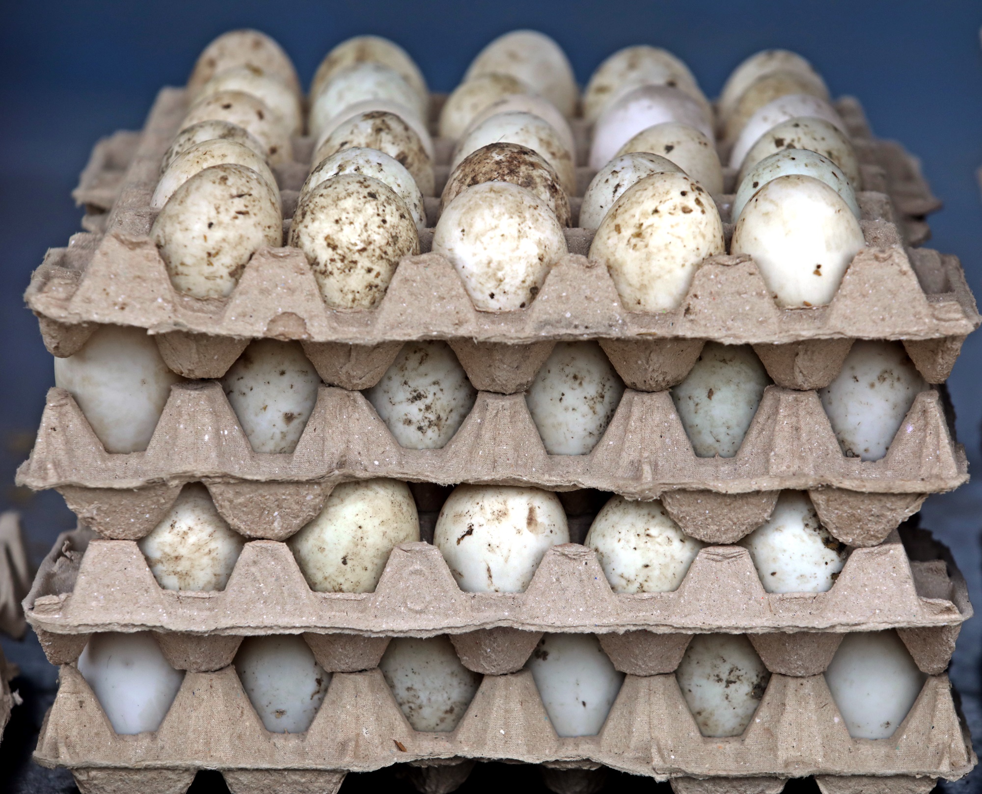 专题/第二篇/世界粮食危机-跟能源抢粮